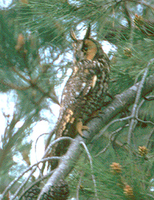 long_eared_owl.jpg